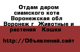 Отдам даром сиамского кота - Воронежская обл., Воронеж г. Животные и растения » Кошки   